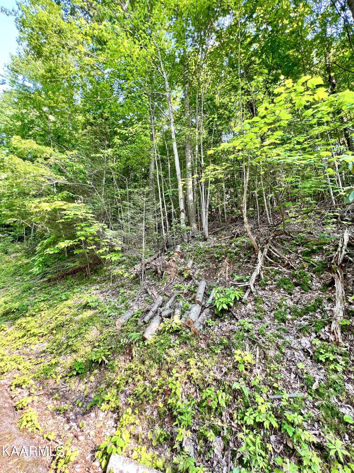 Rhododendron Lane Sevierville, TN 37876 - Photo 1 of 3 IMG-4460 (1)