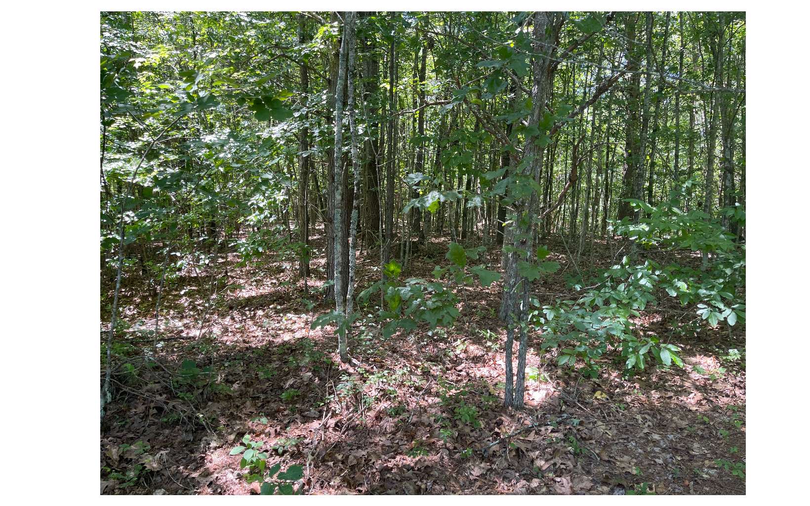 2603 Sunny Point Road Murphy, NC 28906 - Photo 4 of 7 Additional View