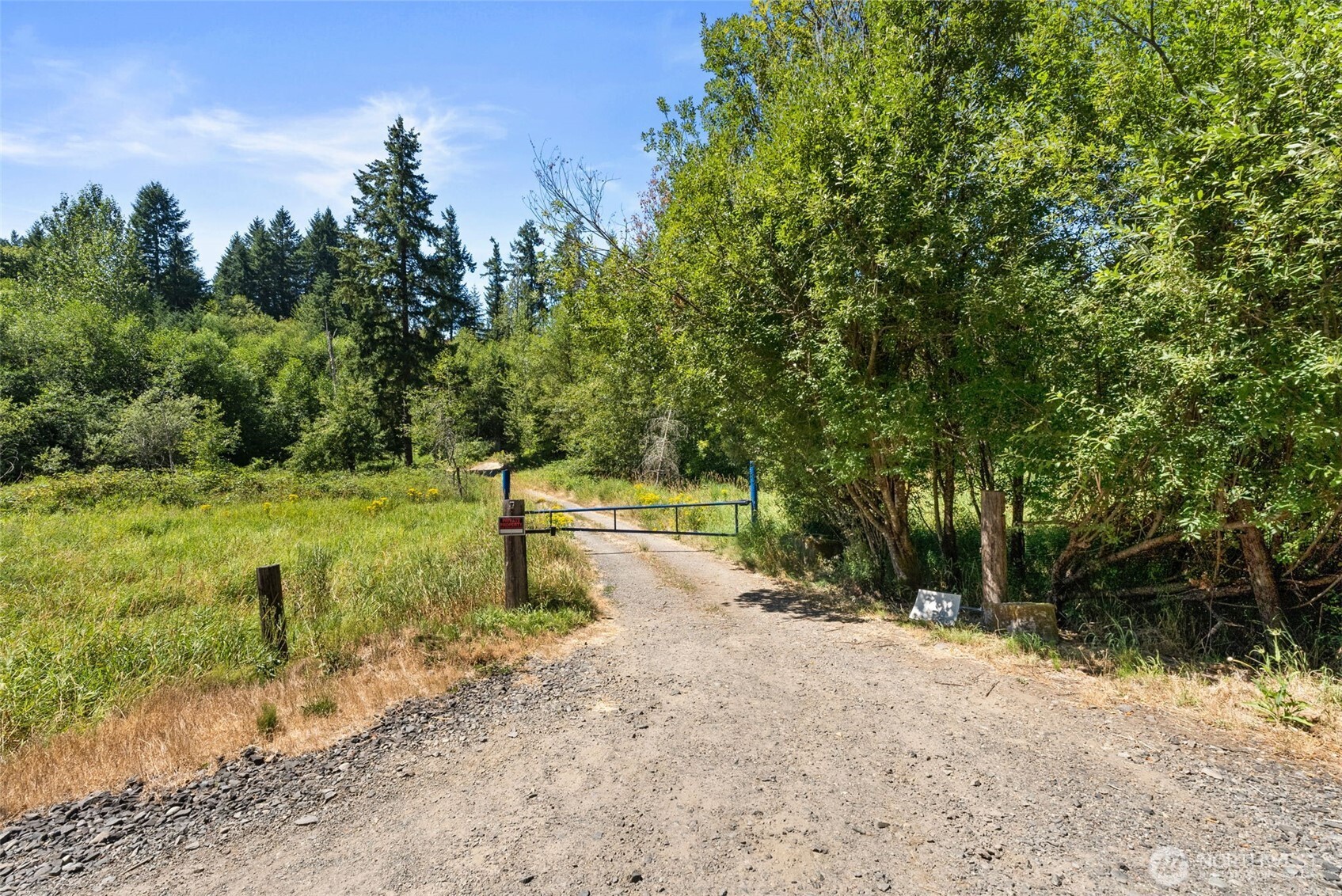 a view of a park with large trees