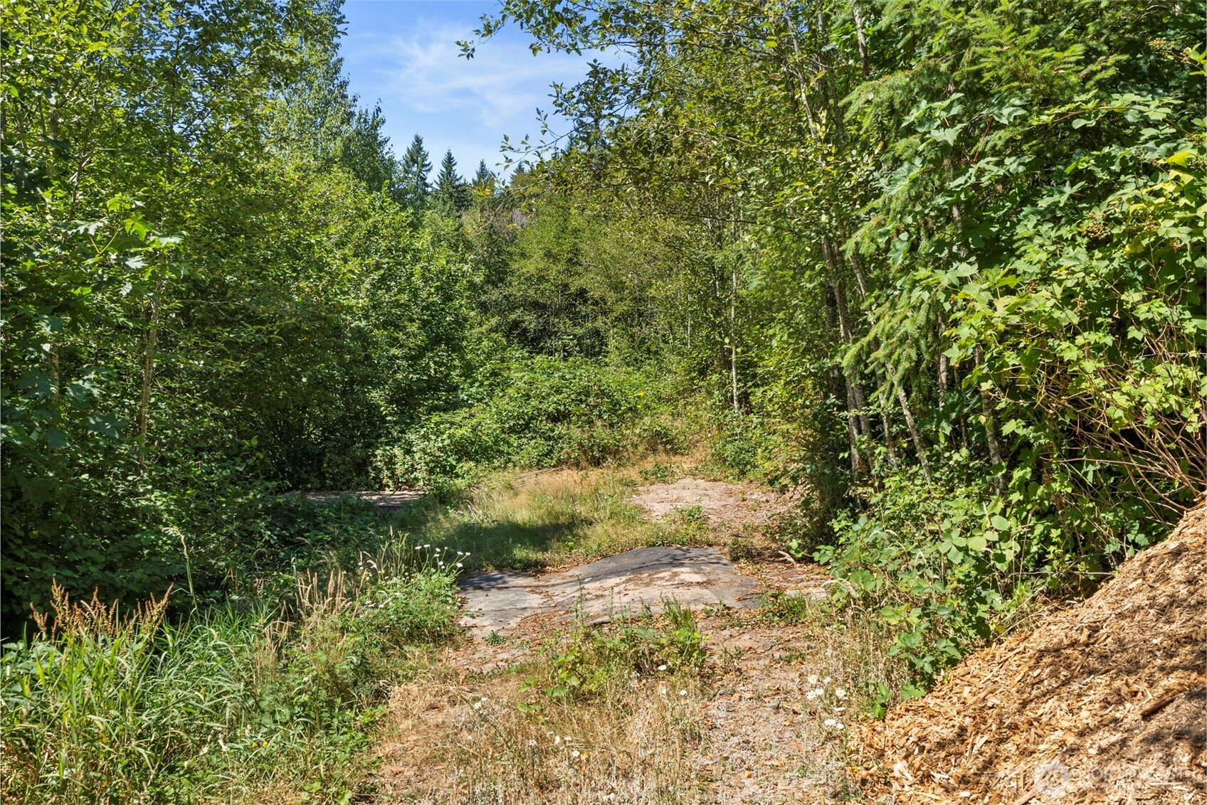 179 Halliday Road Centralia, WA 98531 - Photo 14 of 34 a view of a forest with a tree