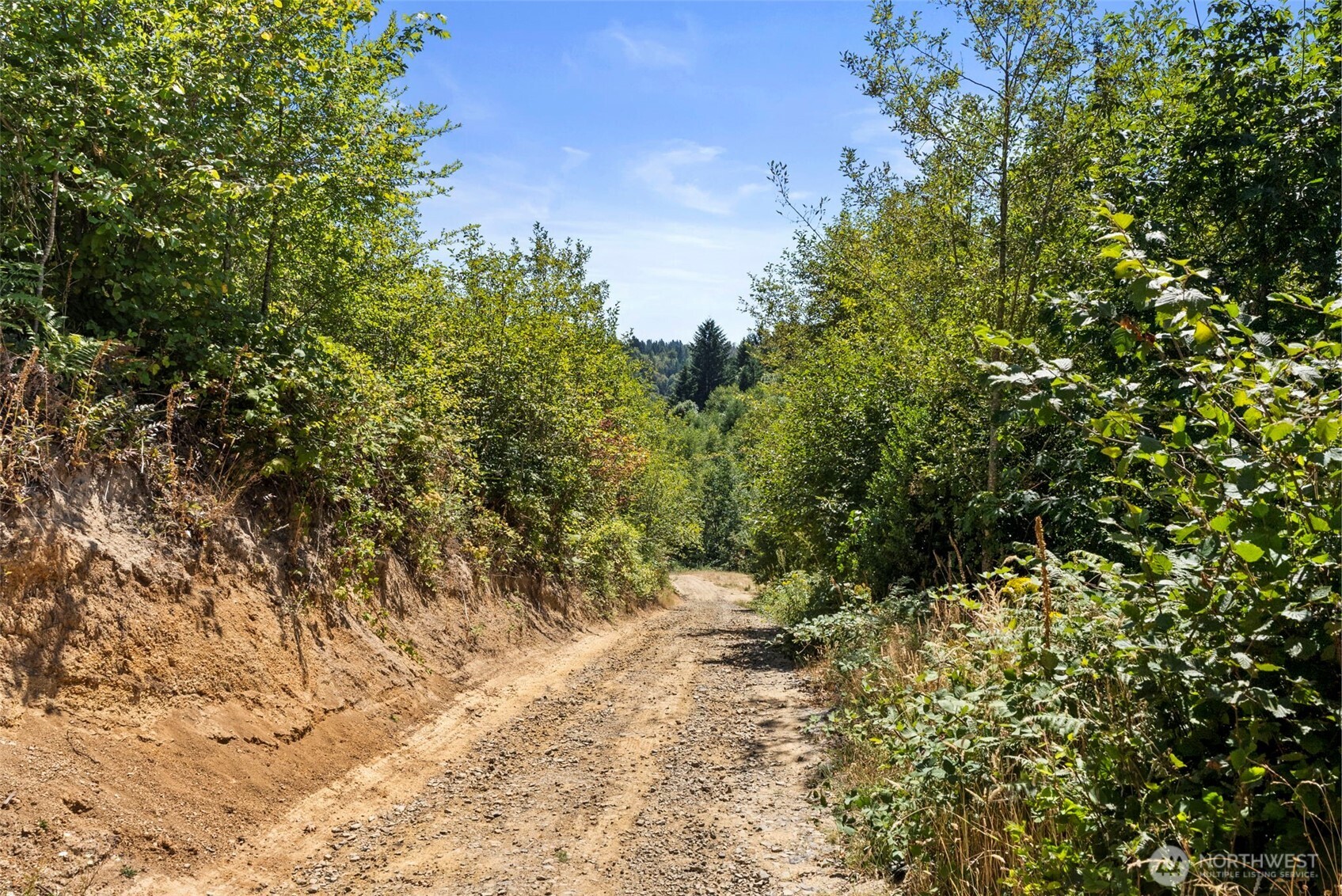 179 Halliday Road Centralia, WA 98531 - Photo 7 of 34 a view of a yard with a tree