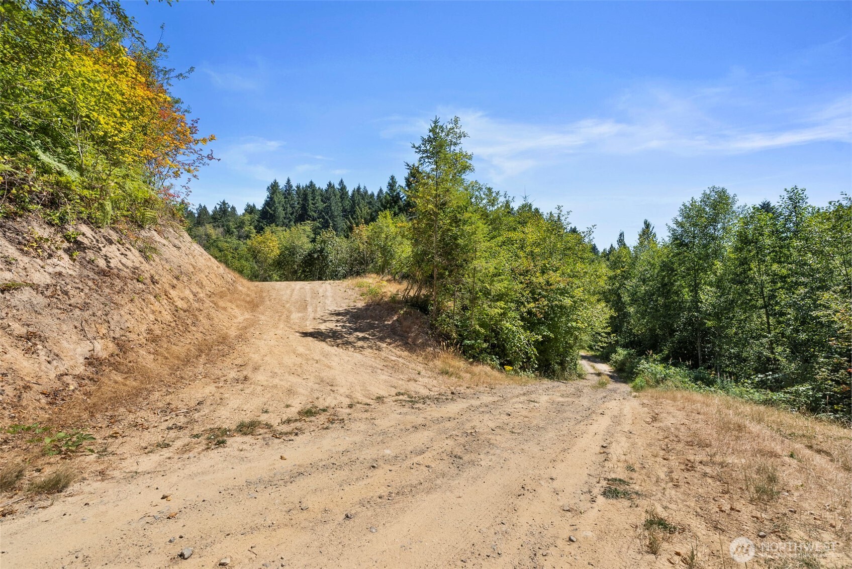 179 Halliday Road Centralia, WA 98531 - Photo 8 of 34 a view of a dry yard with trees
