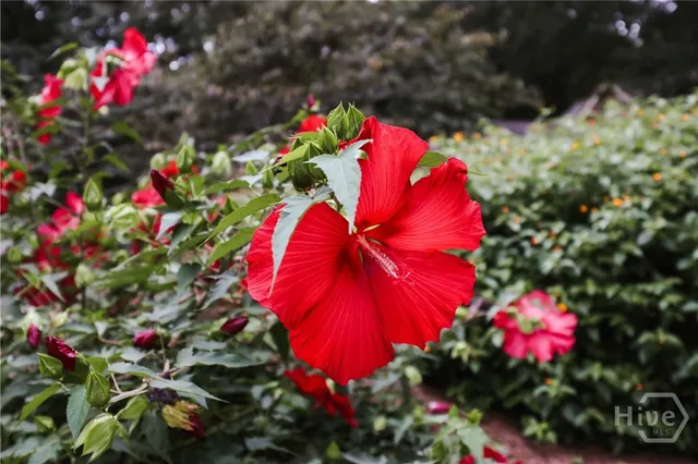 $649,900 | 295 Blue Heron Drive, Athens, GA 30605