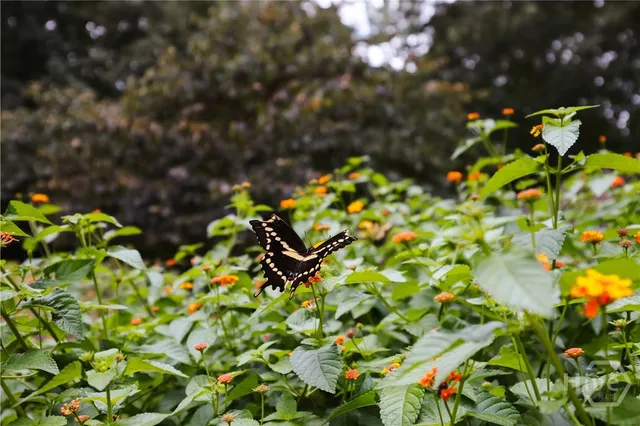 $649,900 | 295 Blue Heron Drive, Athens, GA 30605