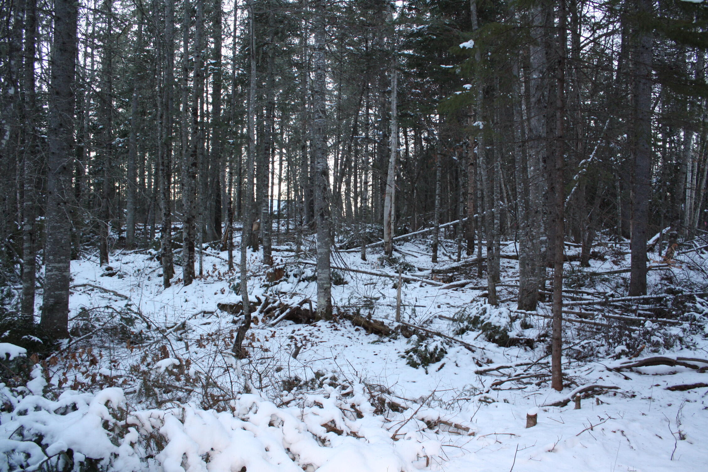 0 Wildcat Trail Stratton, ME 04982 - Photo 6 of 8 IMG_7973