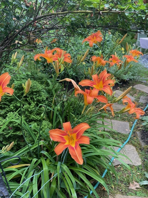 26 Nickerson Road Bedford, MA 01730 - Photo 8 of 40