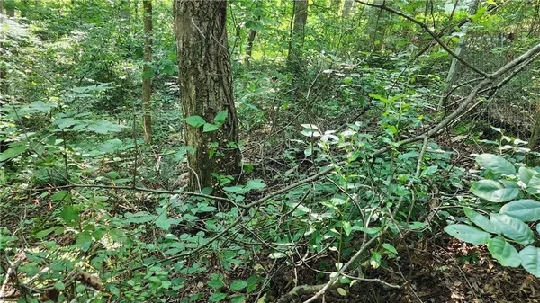 a view of a lush green forest