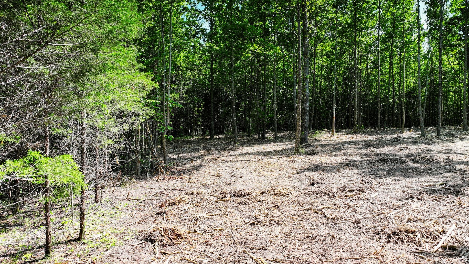 0 Davis Hollow Road Minor Hill, TN 38473 - Photo 16 of 23