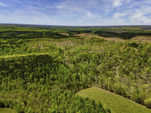 0 Cedar Grove Road Iron City, TN 38463 - Photo 3 of 11