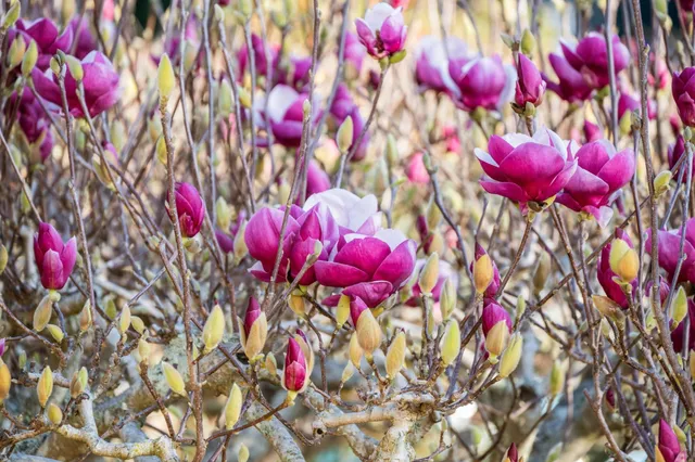 $924,000 | 5615 Ludwig Avenue, El Cerrito, CA 94530