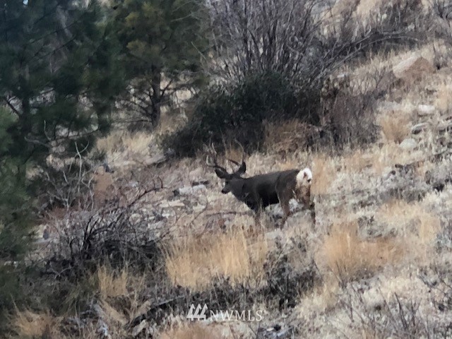 -nhn Sawmill Road Chelan, WA 98816 - Photo 6 of 6 Gallery Image 6