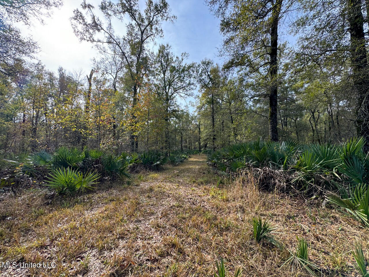 298 Crescent Rd Street Waterproof, LA 71375 - Photo 45 of 47 IMG_2873 Large