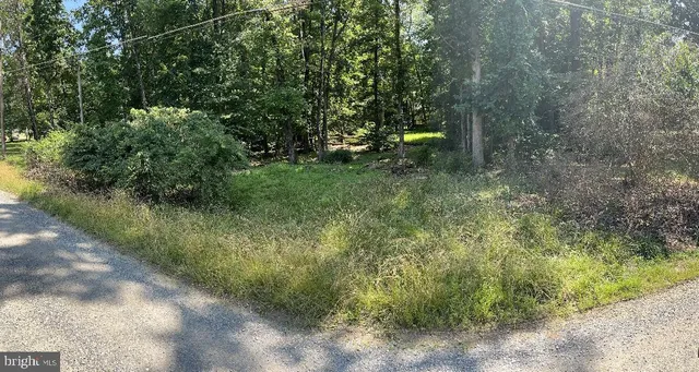 a view of a yard with plants and large trees