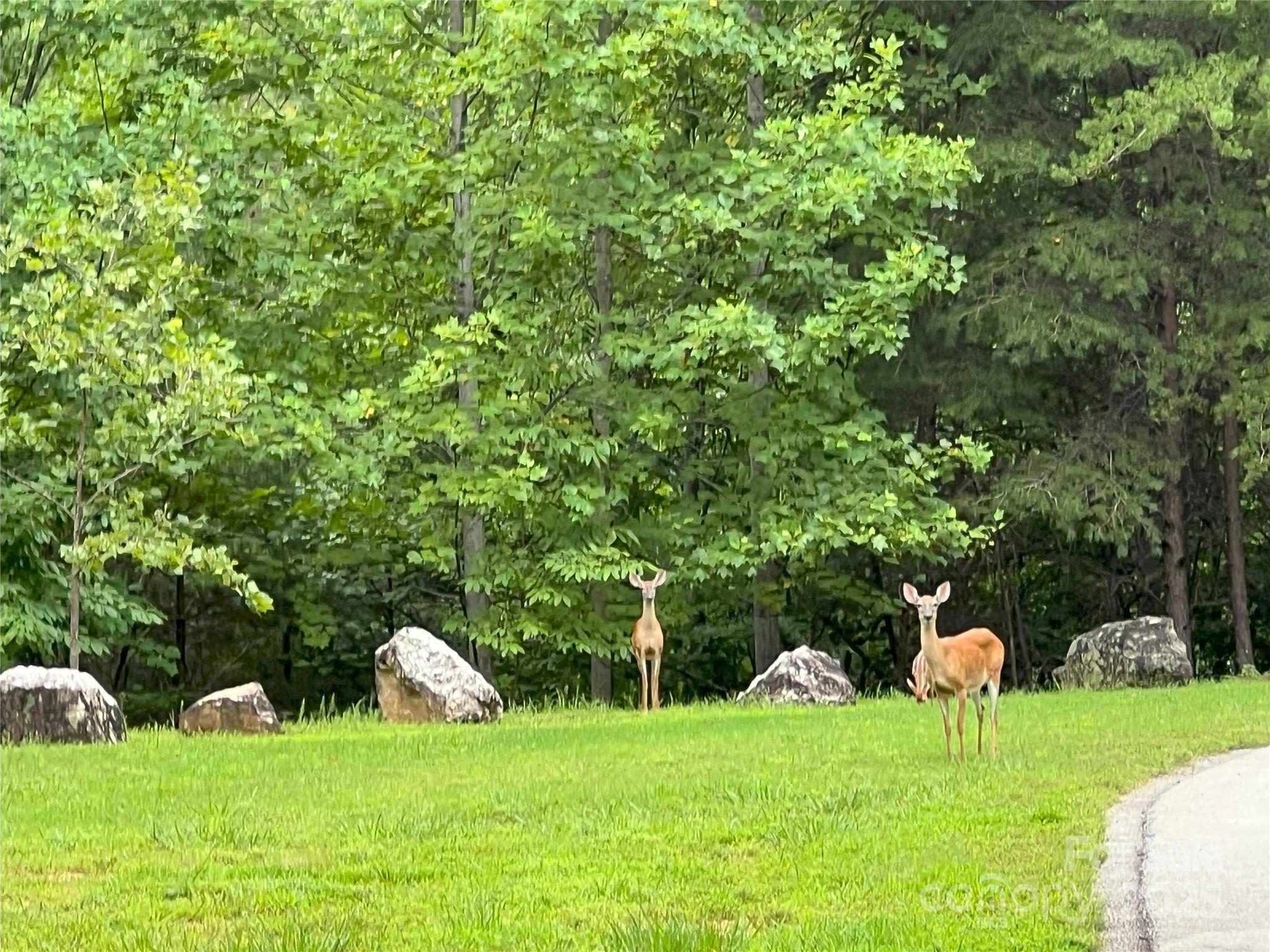 0 Deep Gap Rd Mill Spring East, Unit 97 Mill Spring, NC 28756 - Photo 11 of 22 a view of a house with a yard and sitting area