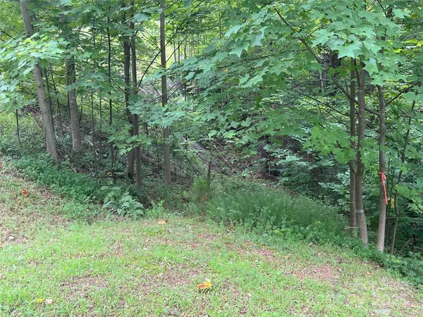 a view of a lush green forest
