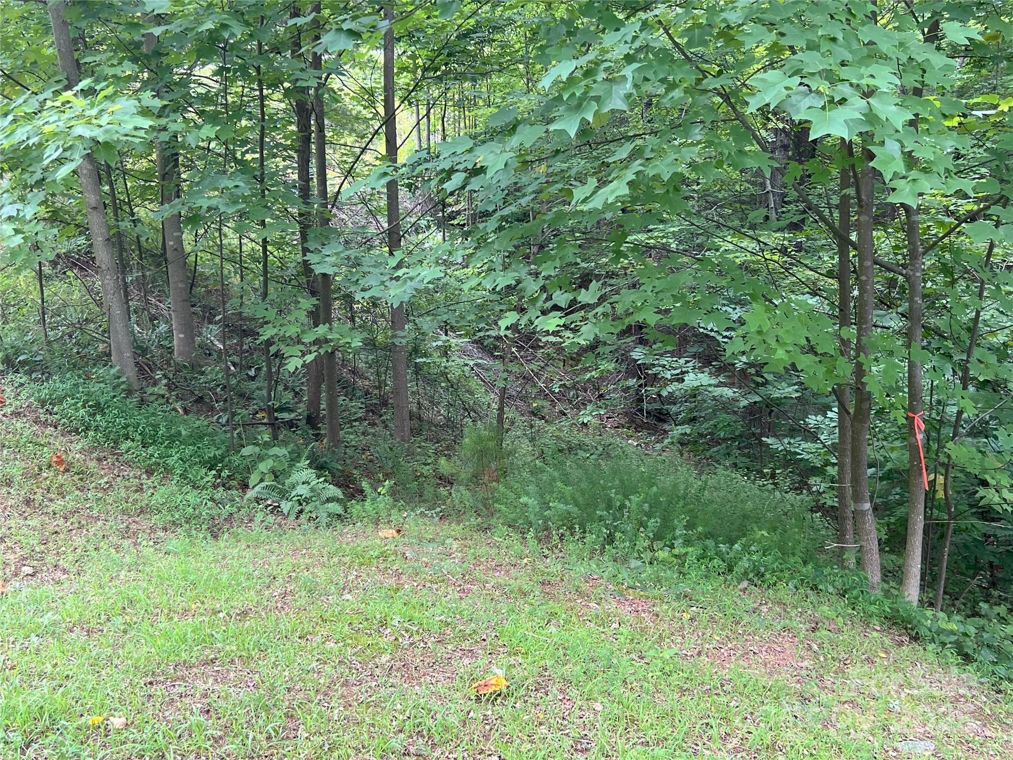 0 Deep Gap Rd Mill Spring East, Unit 97 Mill Spring, NC 28756 - Photo 7 of 22 a view of a lush green forest
