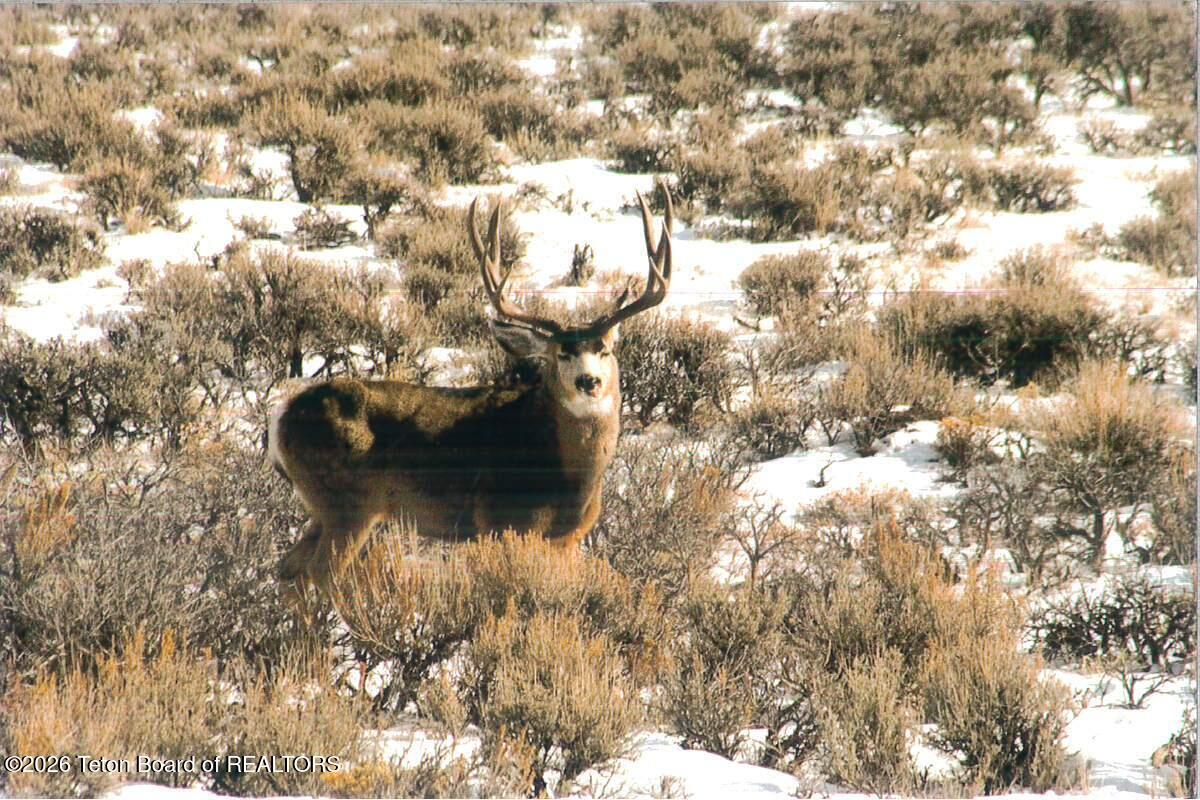 41 Marsh Creek Road Cora, WY 82925 - Photo 9 of 53 Buck