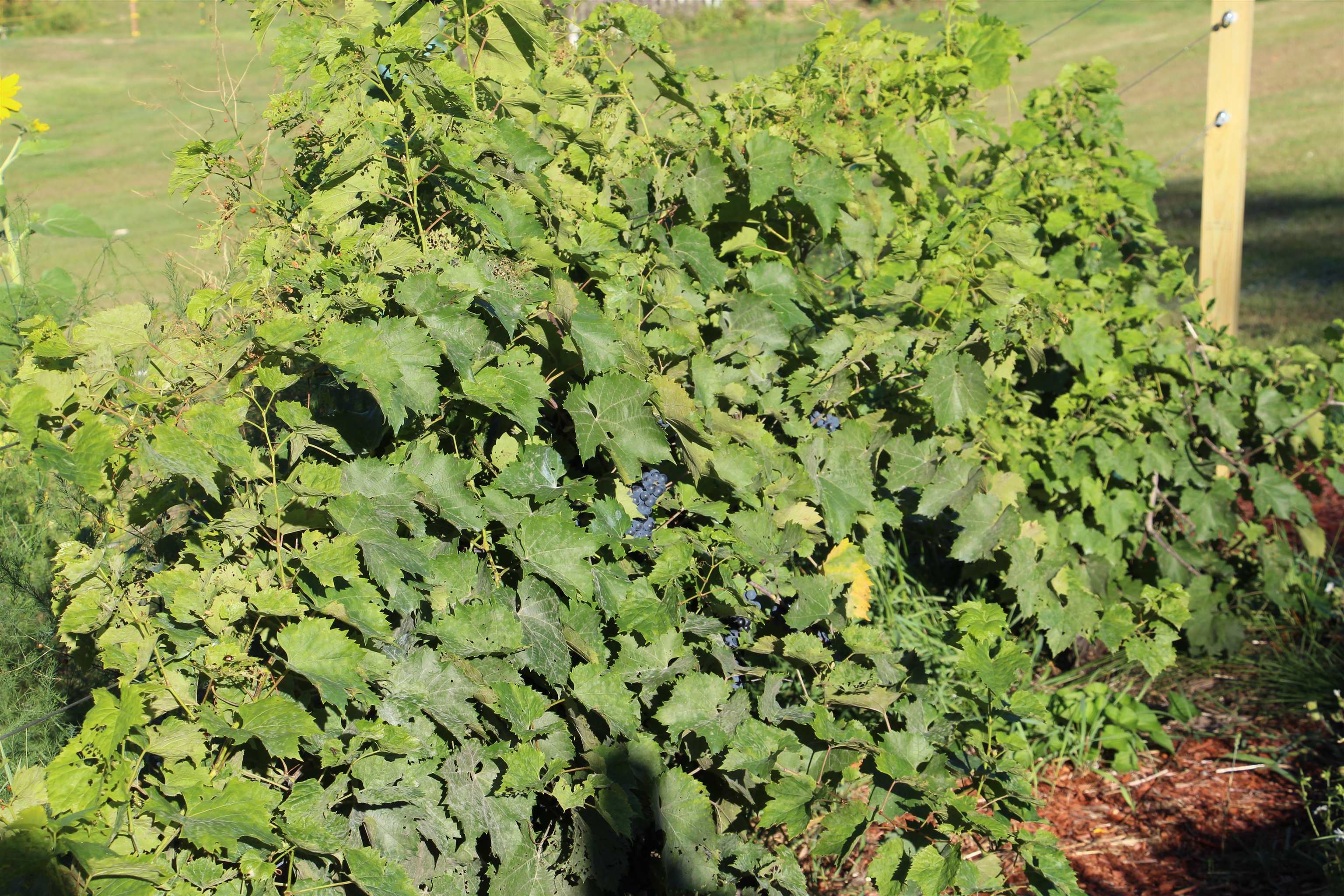 643 Loudon Ridge Road Loudon, NH 03307 - Photo 13 of 50