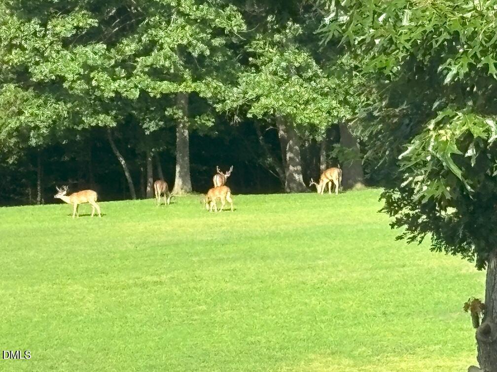 1982 Wheeler Bridge Road Burlington, NC 27215 - Photo 7 of 53 Deer in our field