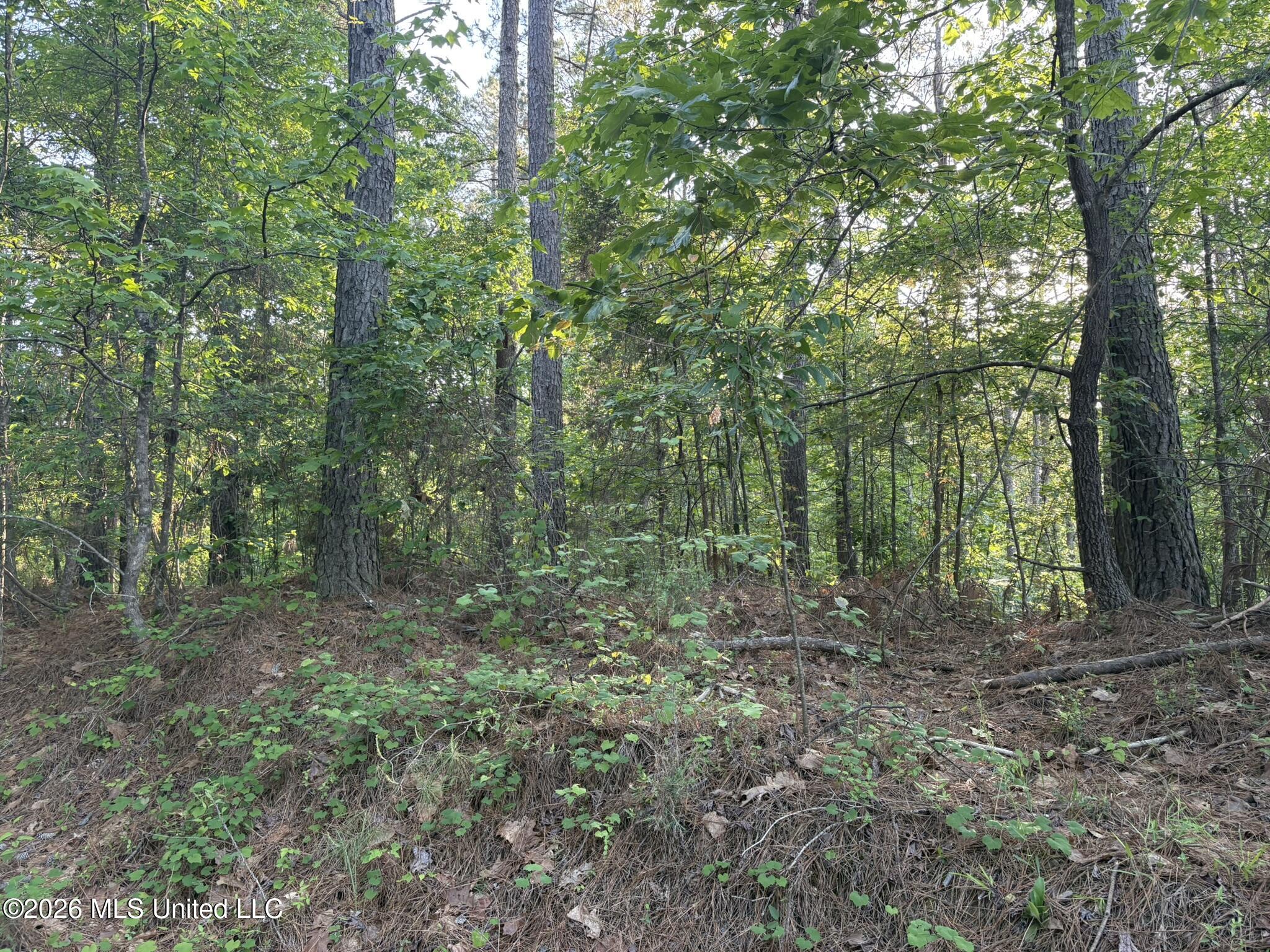 Stewart Weir Road Stewart, MS 39767 - Photo 12 of 28 42.5 Choctaw 17