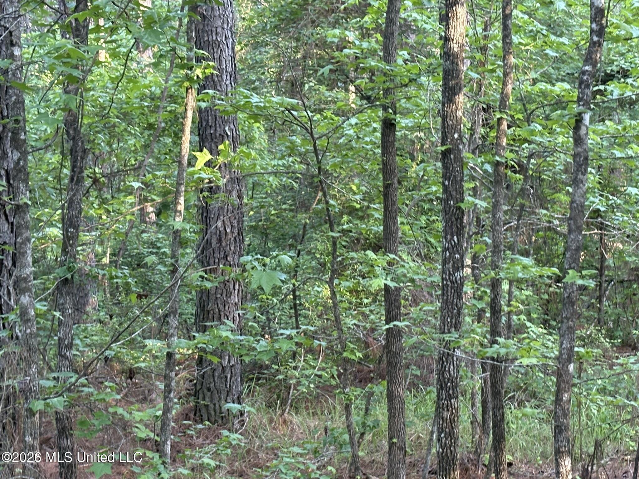 Stewart Weir Road Stewart, MS 39767 - Photo 7 of 28 42.5 Choctaw 22 JPEG