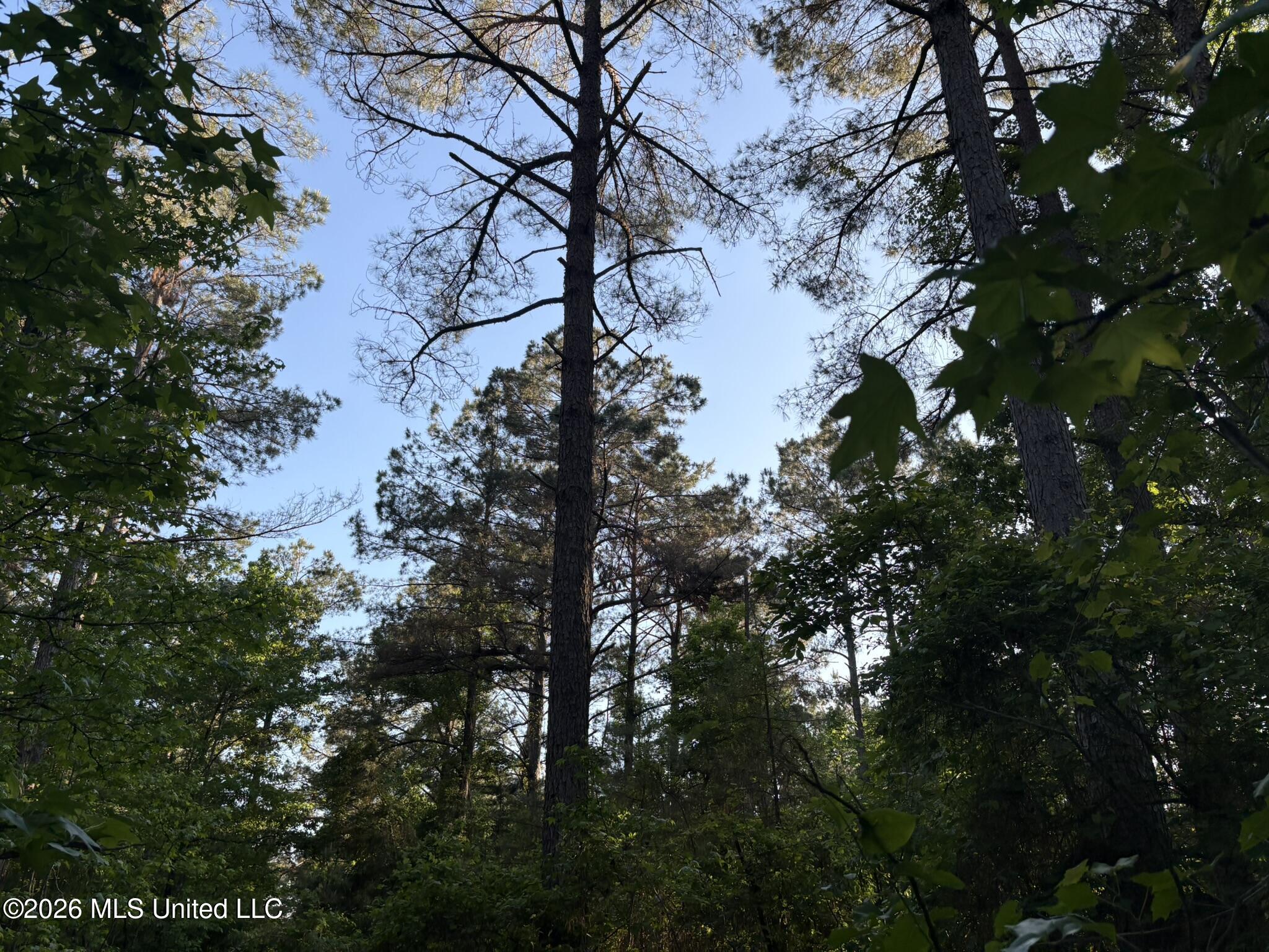 Stewart Weir Road Stewart, MS 39767 - Photo 10 of 28 42.5 Choctaw 19 JPEG