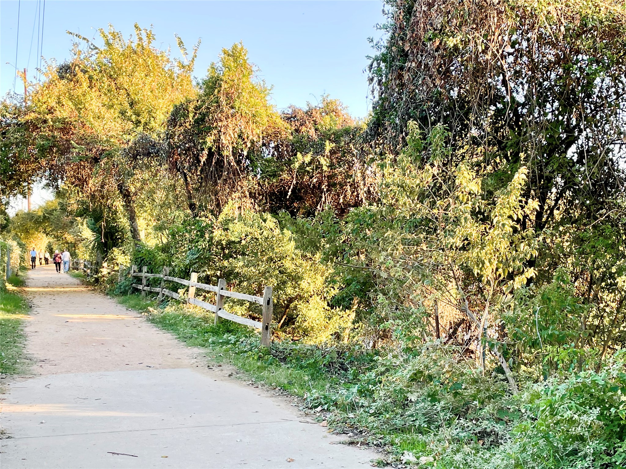 601 Hearn Street, Unit 207 Austin, TX 78703 - Photo 39 of 40 a view of a yard with plants and trees
