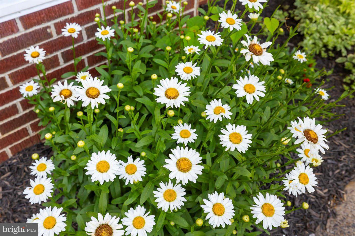 436 Castleton View Road Castleton, VA 22716 - Photo 45 of 66 a view of flowers