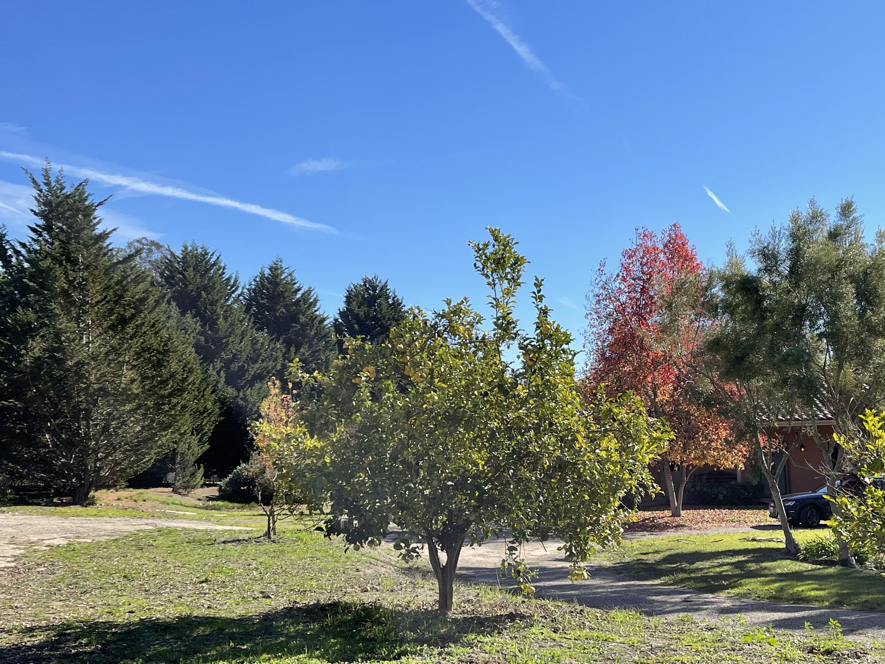 1910 Tularosa Road Lompoc, CA 93436 - Photo 27 of 55 a view of a yard with large trees