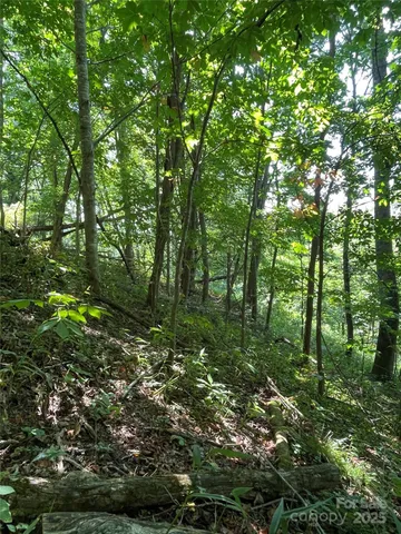 a view of a lush green forest
