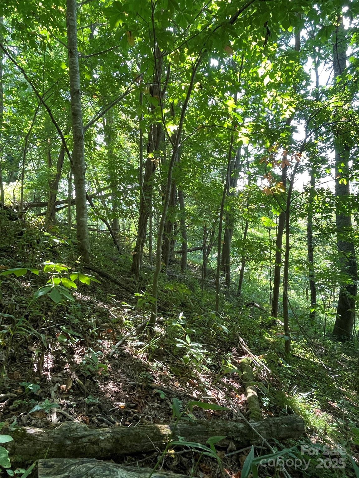 Tbd Fletcher Branch Road Vilas, NC 28692 - Photo 2 of 8 a view of a lush green forest