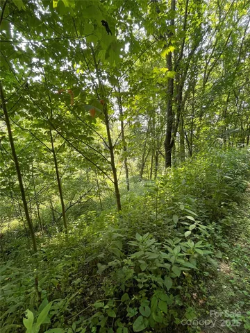 a view of lush green forest