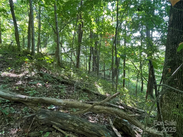 a view of a lush green forest