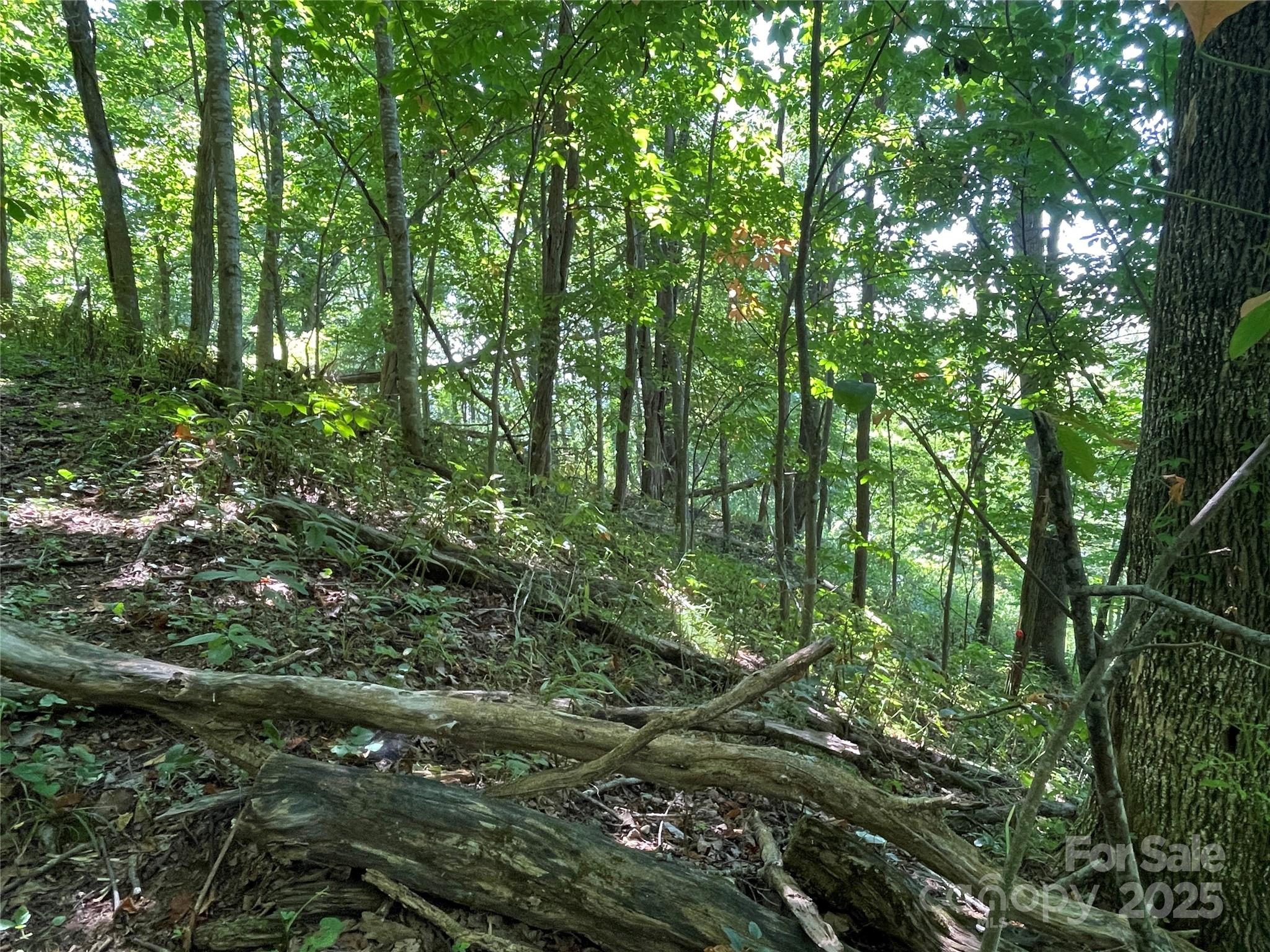 Tbd Fletcher Branch Road Vilas, NC 28692 - Photo 5 of 8 a view of a lush green forest