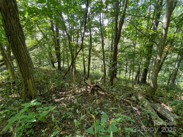 a view of a lush green forest