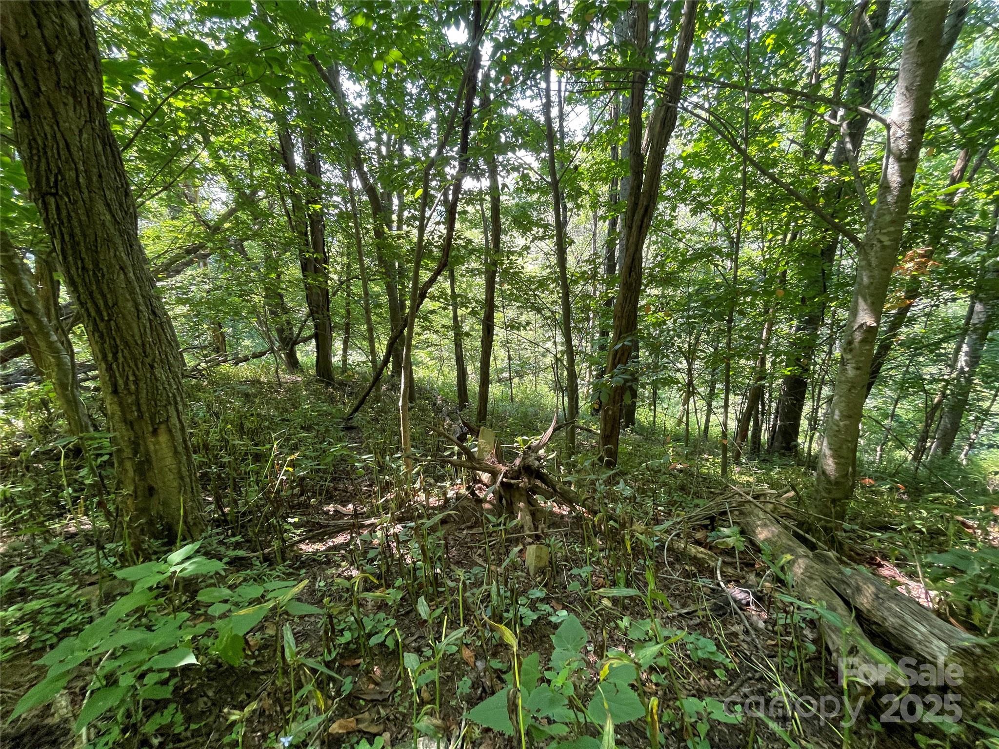 Tbd Fletcher Branch Road Vilas, NC 28692 - Photo 6 of 8 a view of a lush green forest