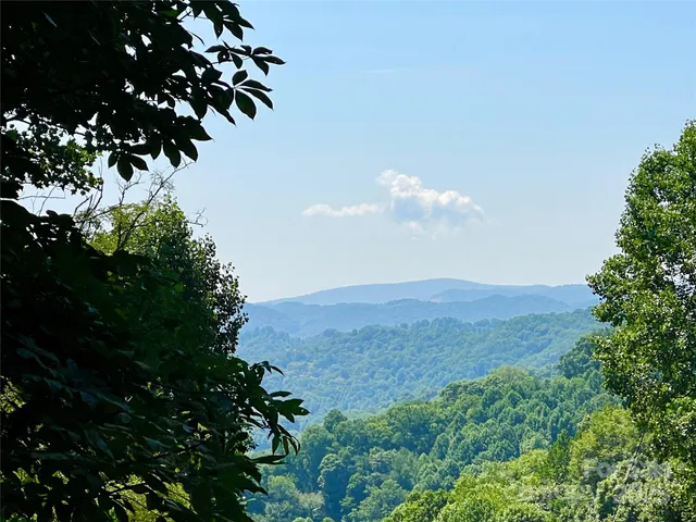 a view of a large tree in a field with a tree in a yard