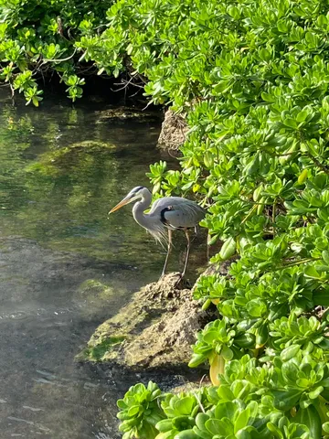 $1,500 | 100 Ventnor East, Deerfield Beach, FL 33442