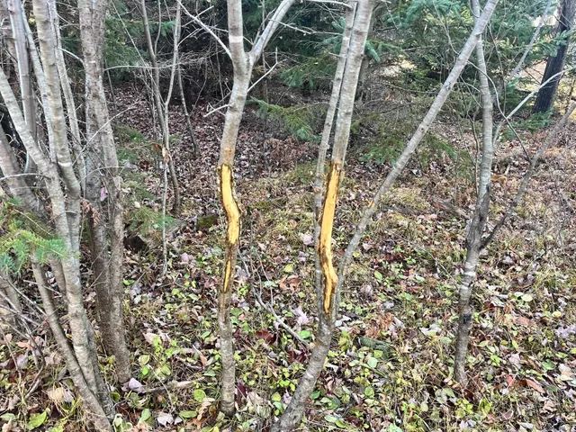 $185,000 | 591 Chicago, Coloma, WI 54930