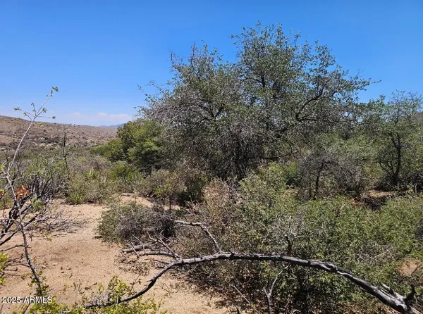 a view of a dry yard with trees