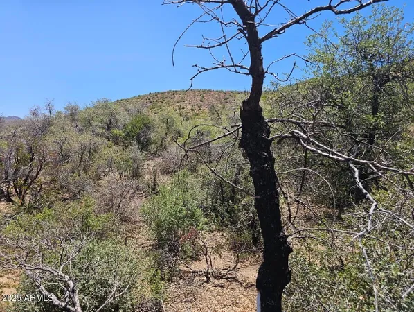 a view of a forest with mountains in the background