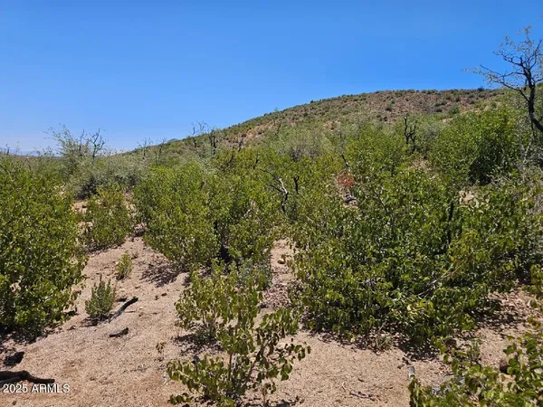 a view of a large mountain with lots of trees in the background