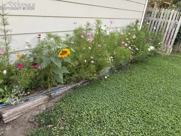 a view of a bunch of flowers