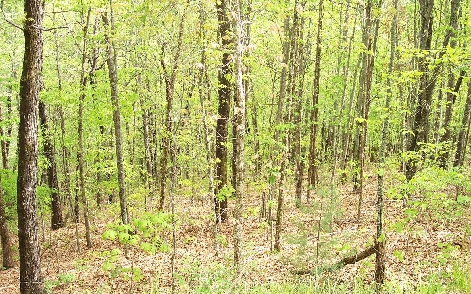 9 Thunder Road Hayesville, NC 28904 - Photo 8 of 9 Additional View