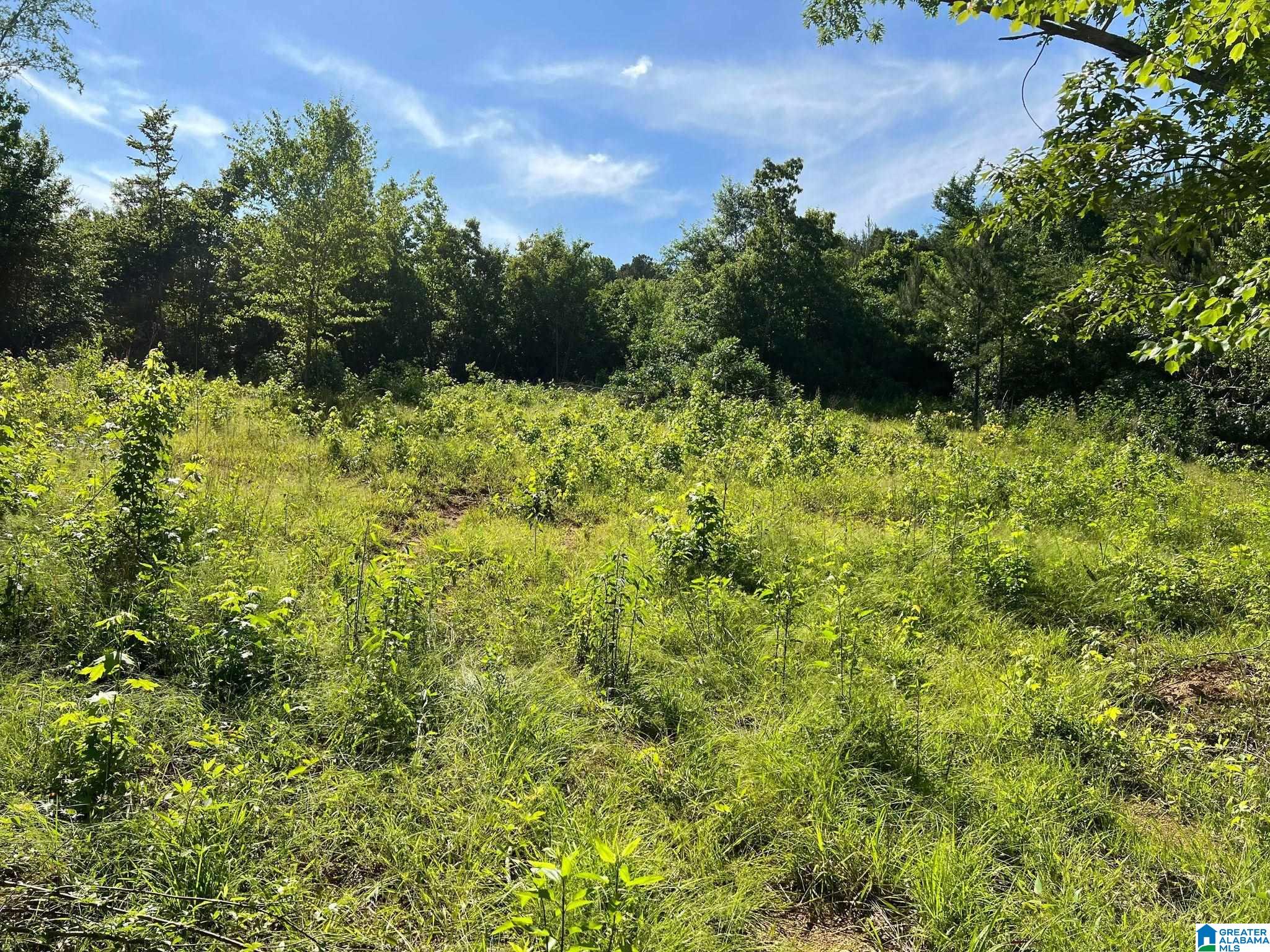 10-acres Paul Bolton Road, Unit 10 Oakman, AL 35579 - Photo 3 of 9