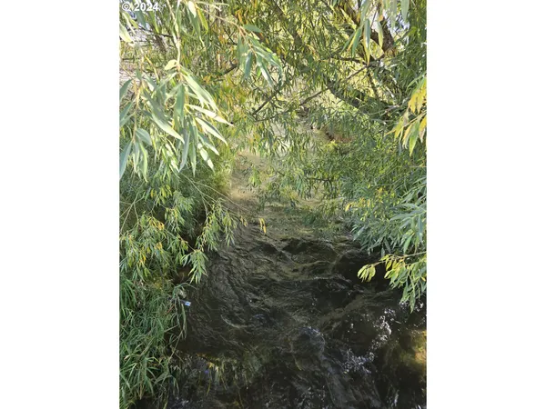 a close up of a plant in a garden