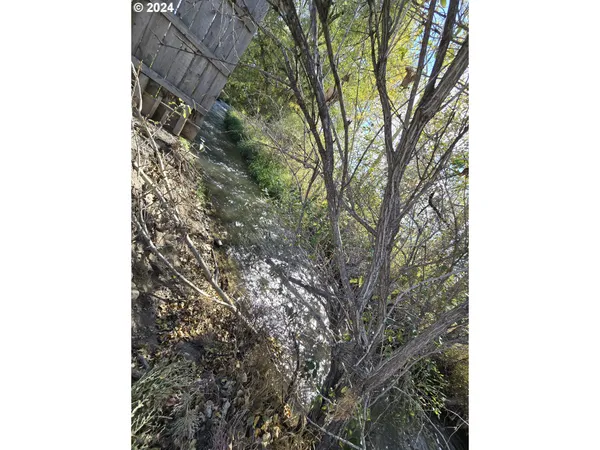 a picture of a tree