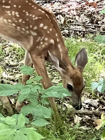 $71,900 | 80 Valley Gorge Pass, Angola, IN 46703