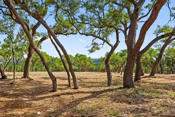 a view of a tree in the middle of a yard