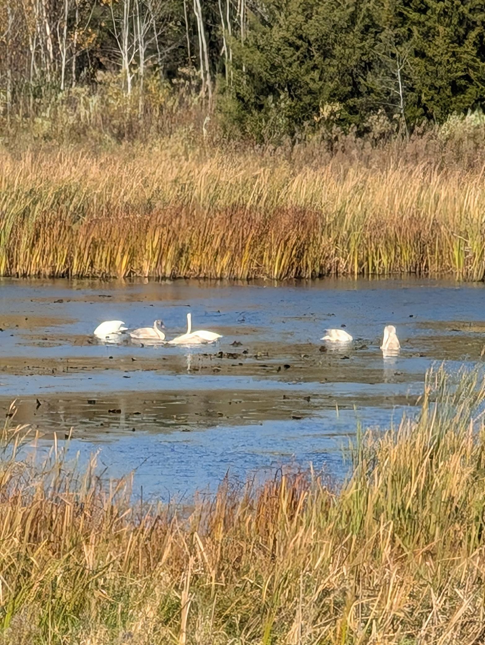13966 346th Court Lindstrom, MN 55045 - Photo 53 of 65